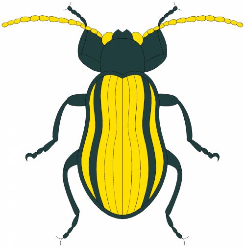 Insect 24