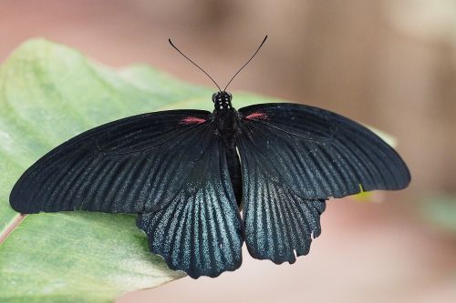 insect butterfly close