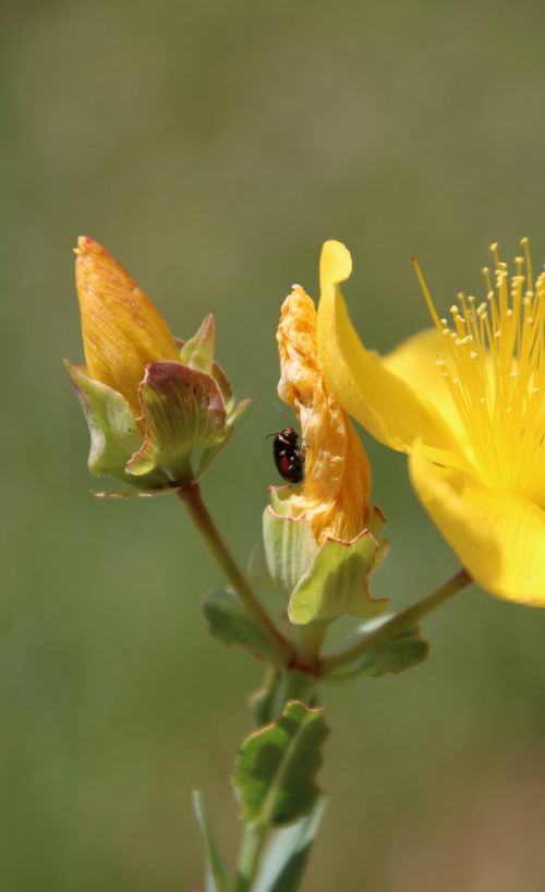 insect blossom bloom