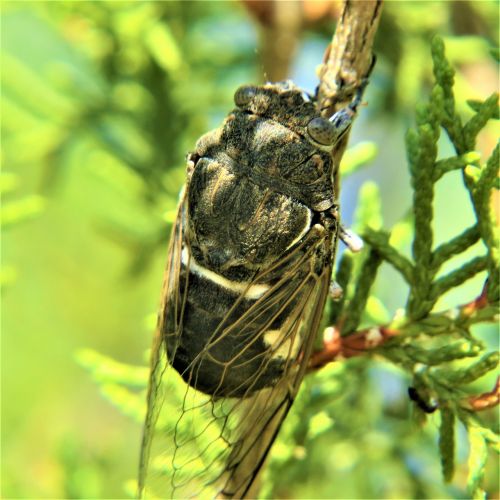 insect cicada hiking
