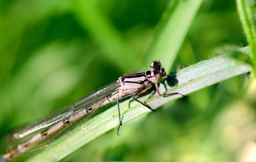 insect dragonfly macro