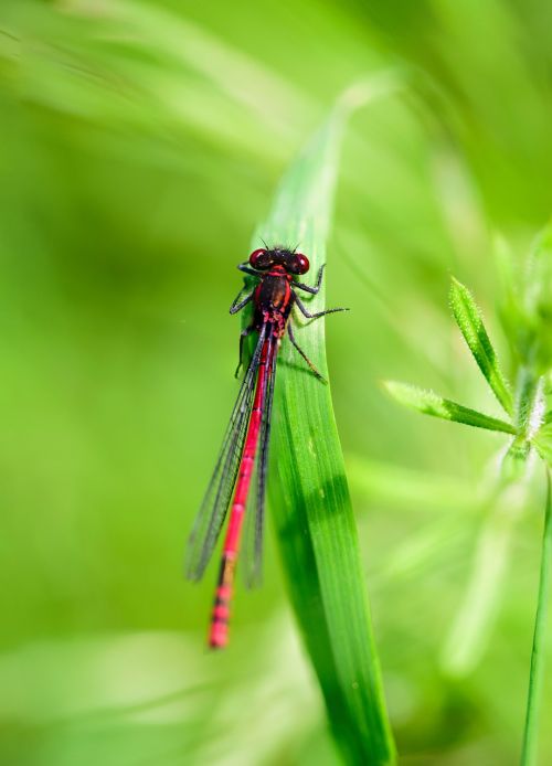 insect dragonfly macro