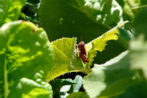 insect leaf grasshopper