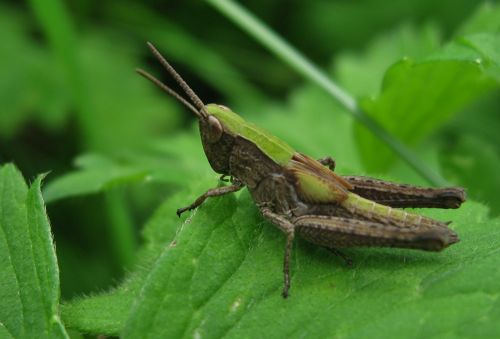 insect nature macro