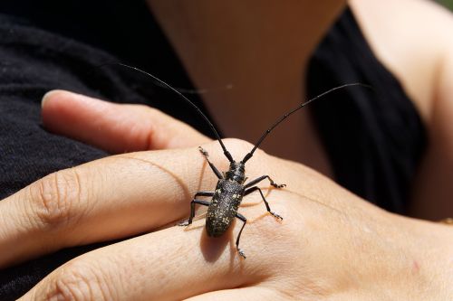 insect nature hand