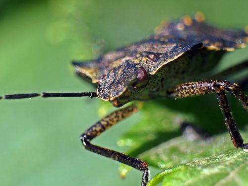 insect bärfis beetle