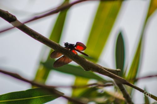 insect dragonfly nature