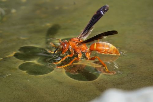 insect wasp red