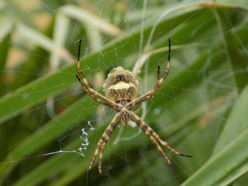 insect spider web