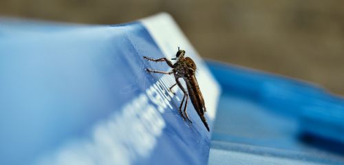 insect fly macro