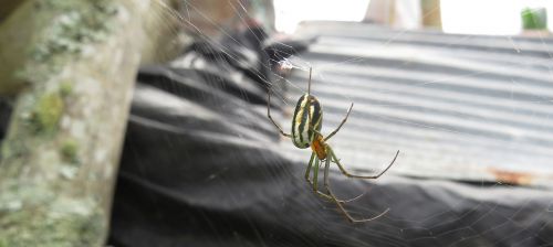 insect spider macro