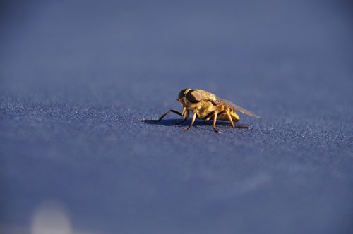 insect detail close