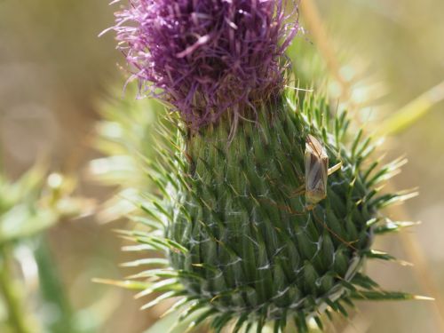 insect flower nature