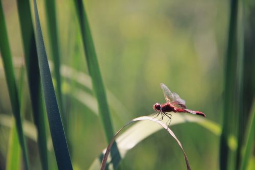 insect green leaves