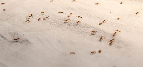 insect ant cloth