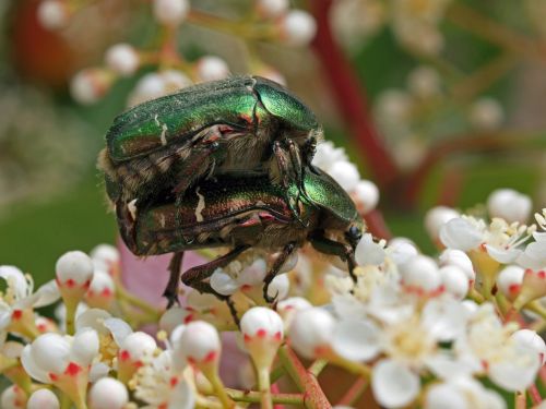 insect nature macro