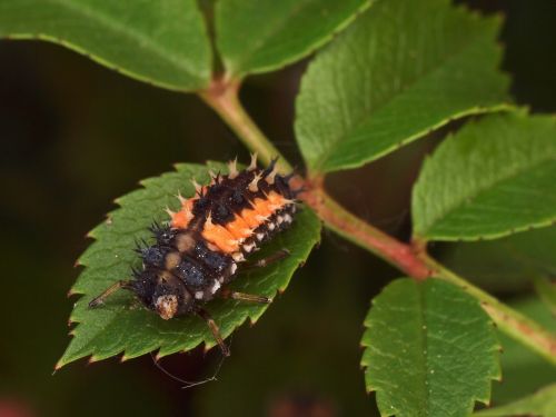 insect nature macro