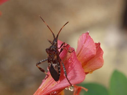 insect macro nature