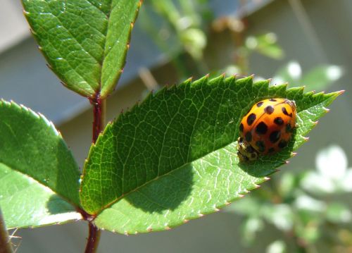 insect ladybug on