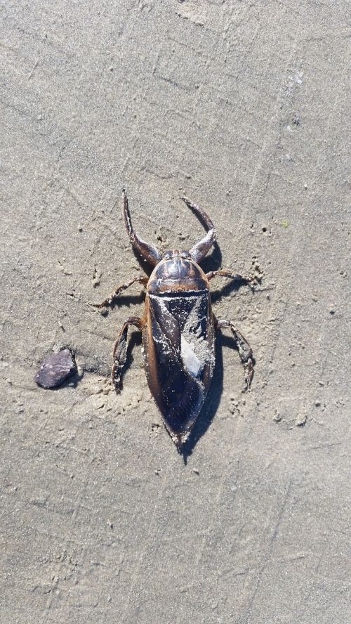 insect sand beach