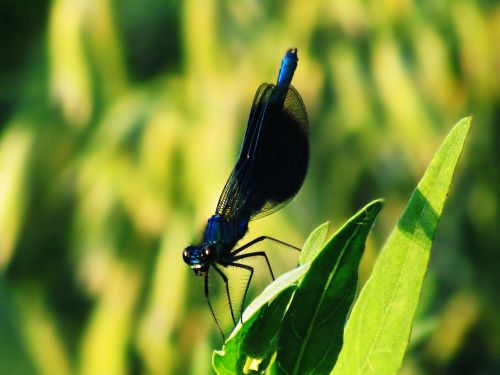 insect ważka dragonfly greens