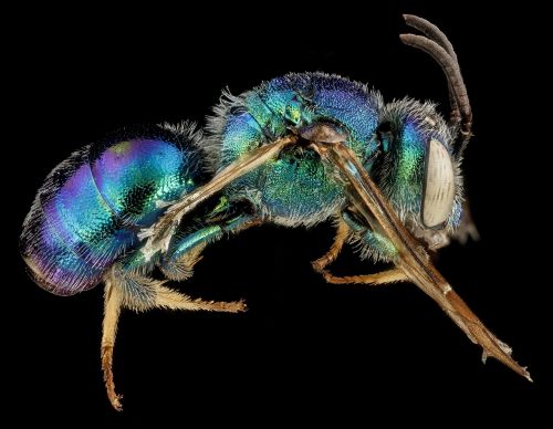 insect bee macro