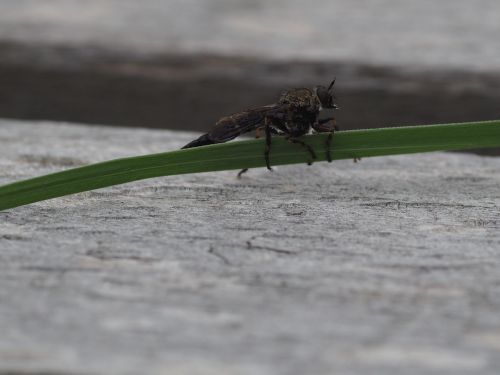 insect garden fauna