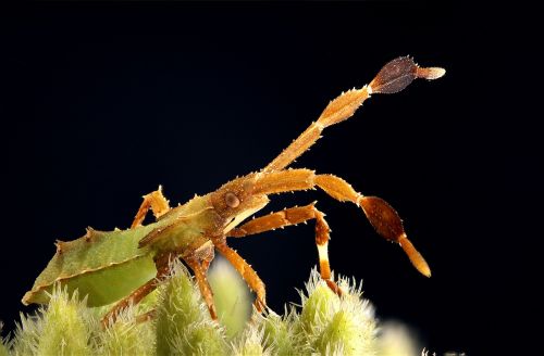insect tiny macro