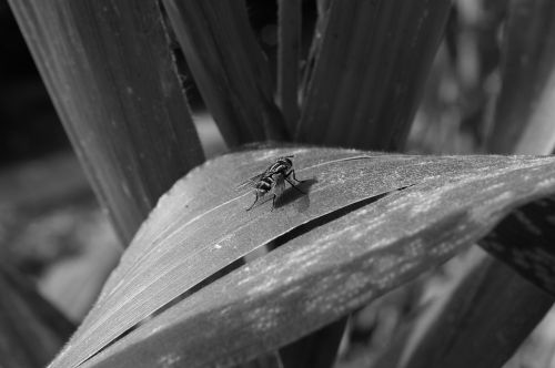 insect fly black and white