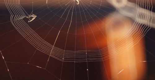 insect spider weaving web
