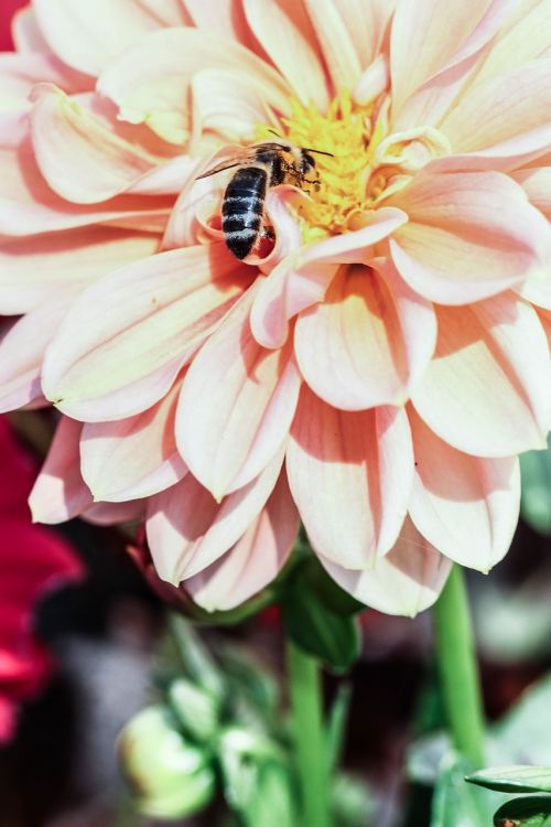 insect flower nature