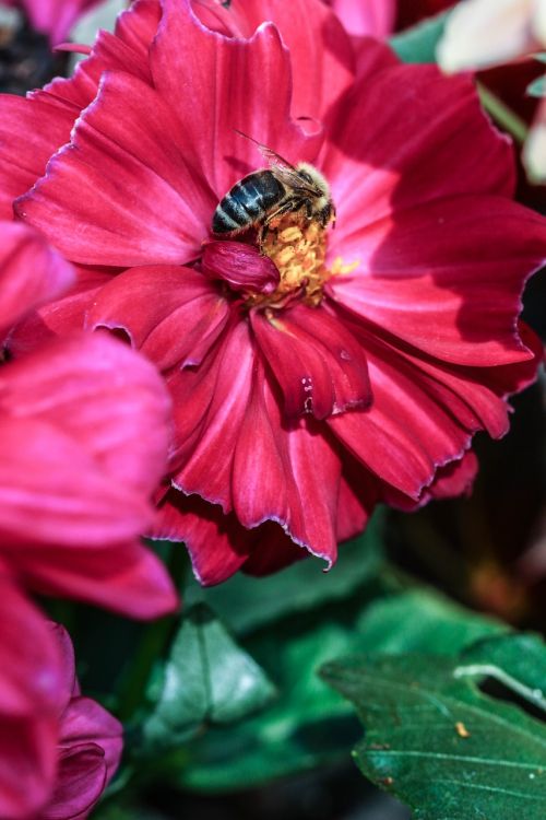 insect flower nature