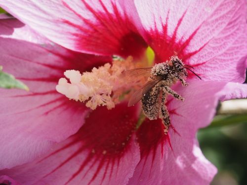 insect flowers macro