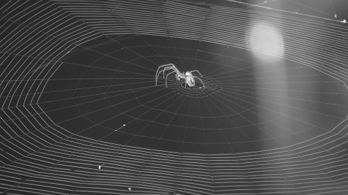 insect web arachnid