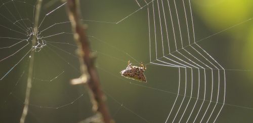 insect web arachnid