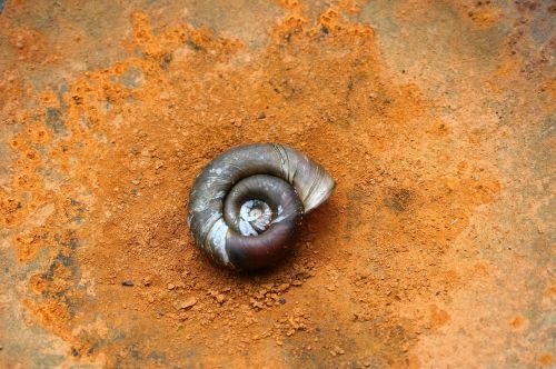 insect nature snail