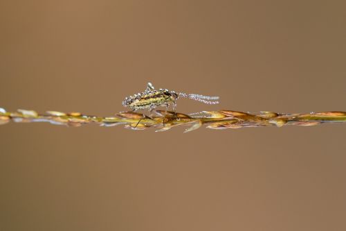 insect blade of grass dewdrop