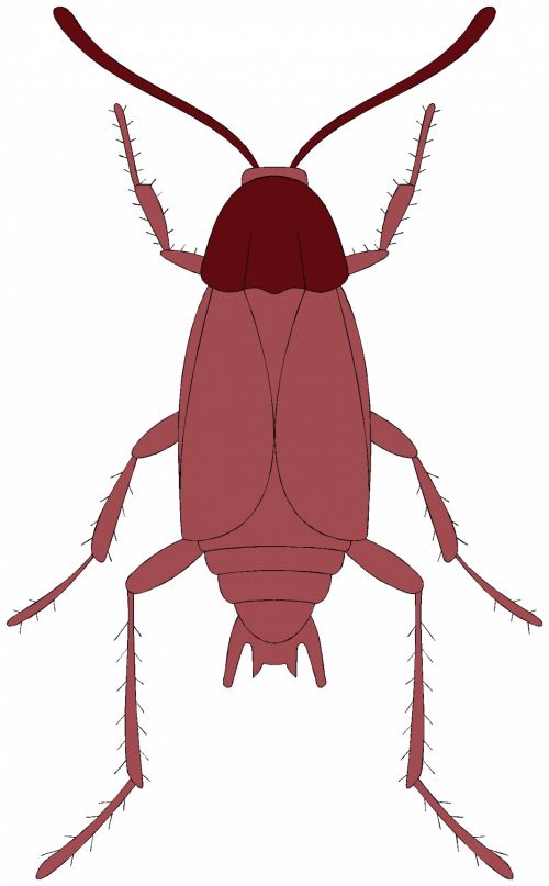 Insect 27