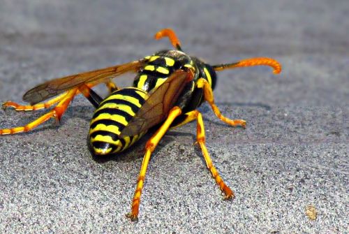 insect strips yellow