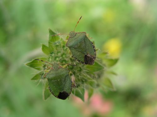 insect shield bug bug