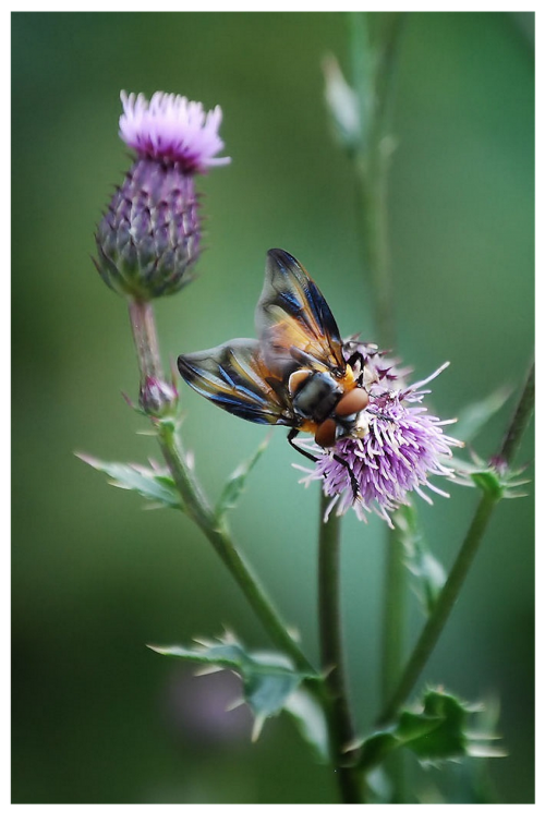 insect fly macro