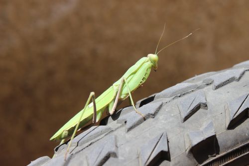 insect spring macro