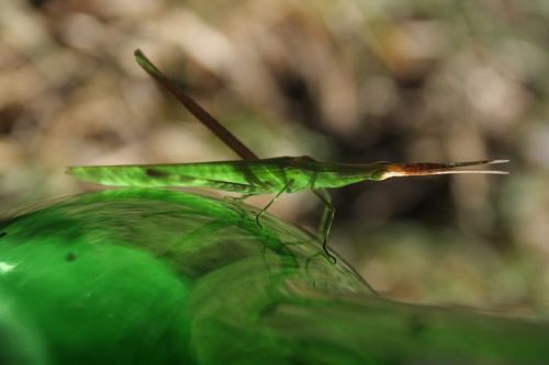 insect branch glass