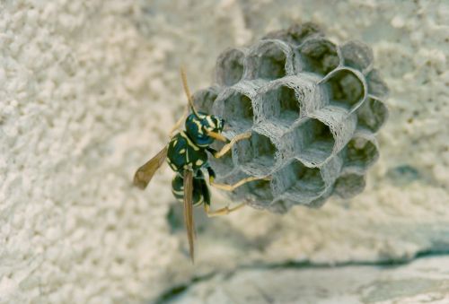 insect macro wasp