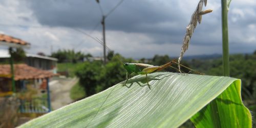 insect macro cricket