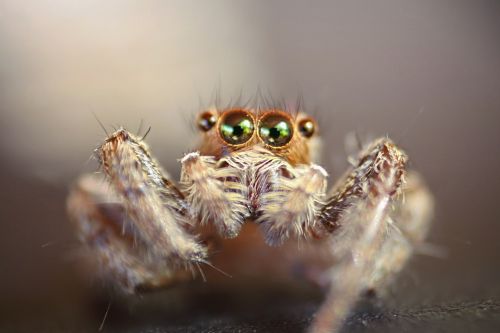 insect eye macro