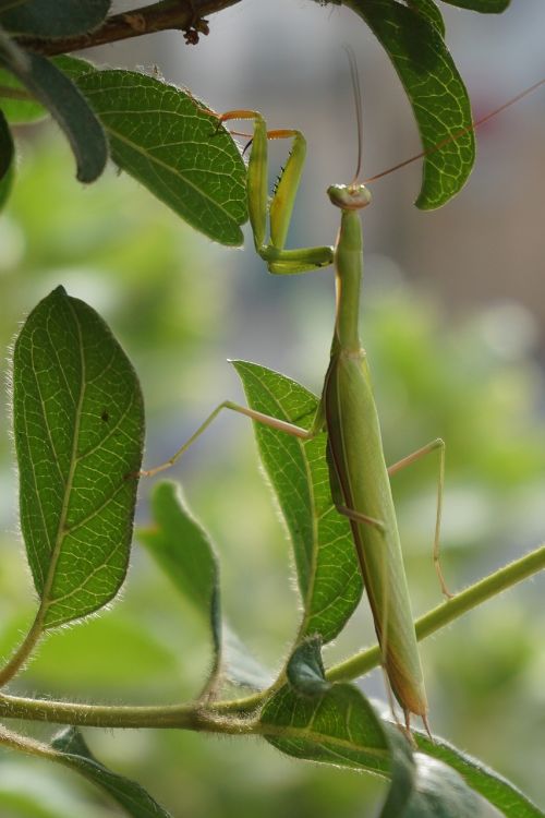 insect praying mantis scare