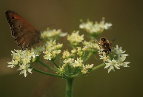 insect nature hoverfly