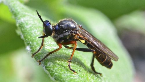 insect fly nature