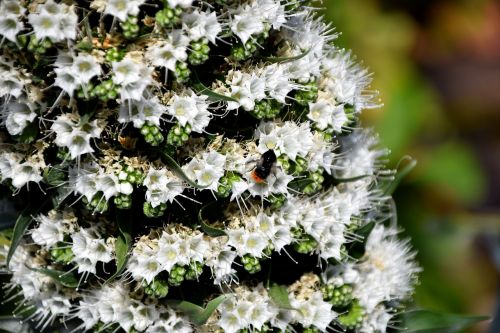 insect flower blossom